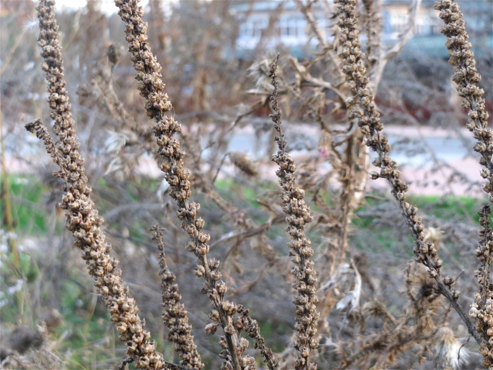 Färber-Wau (Reseda luteola) auf einem Sandhügel einer Baustelle in Hockenheim