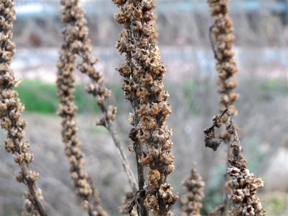 Färber-Wau (Reseda luteola) auf einem Sandhügel einer Baustelle in Hockenheim
