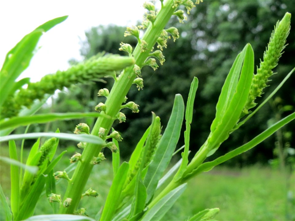 Färber-Wau (Reseda luteola) an der Saaraue Güdingen