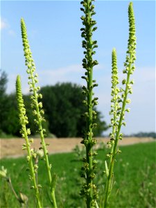 Färber-Wau (Reseda luteola) im Landschaftsschutzgebiet Hockenheimer Rheinbogen