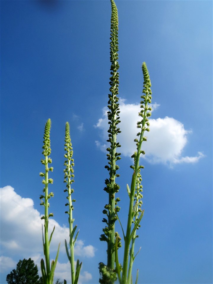 Färber-Wau (Reseda luteola) im Landschaftsschutzgebiet Hockenheimer Rheinbogen