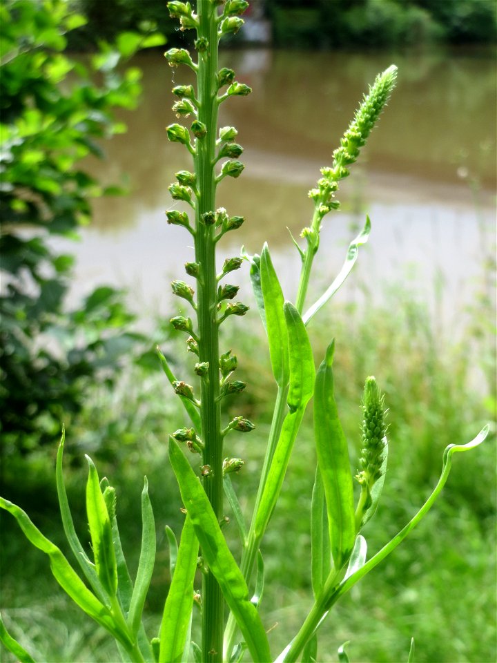 Färber-Wau (Reseda luteola) an der Saar in Saarbrücken