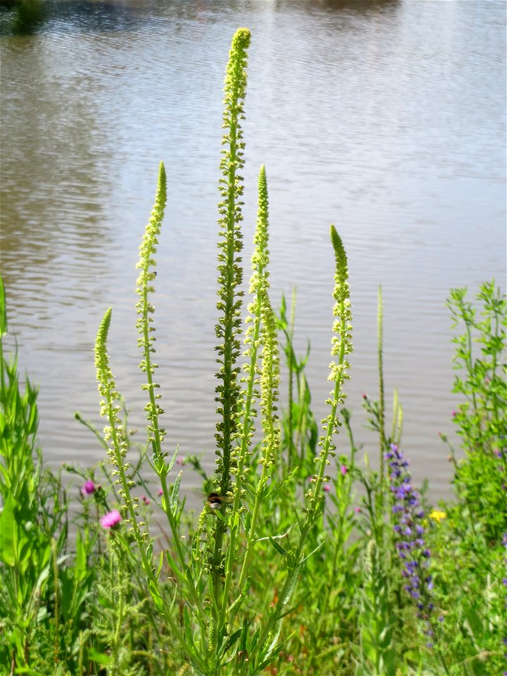 Färber-Wau (Reseda luteola) am Osthafen in Saarbrücken