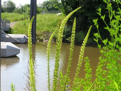 Färber-Wau (Reseda luteola) am Osthafen in Saarbrücken