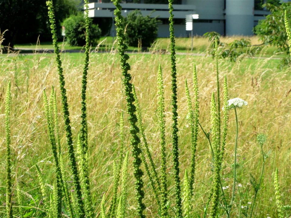 Färber-Wau (Reseda luteola) im Neuenheimer Feld in Heidelberg
