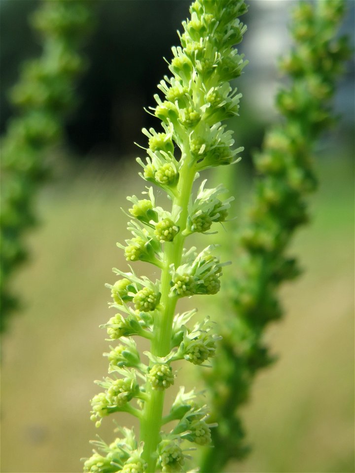 Färber-Wau (Reseda luteola) im Neuenheimer Feld in Heidelberg