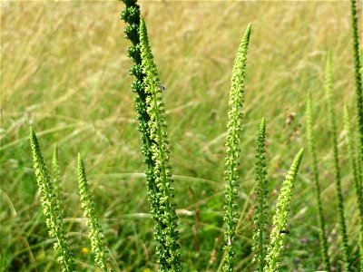 Färber-Wau (Reseda luteola) im Neuenheimer Feld in Heidelberg