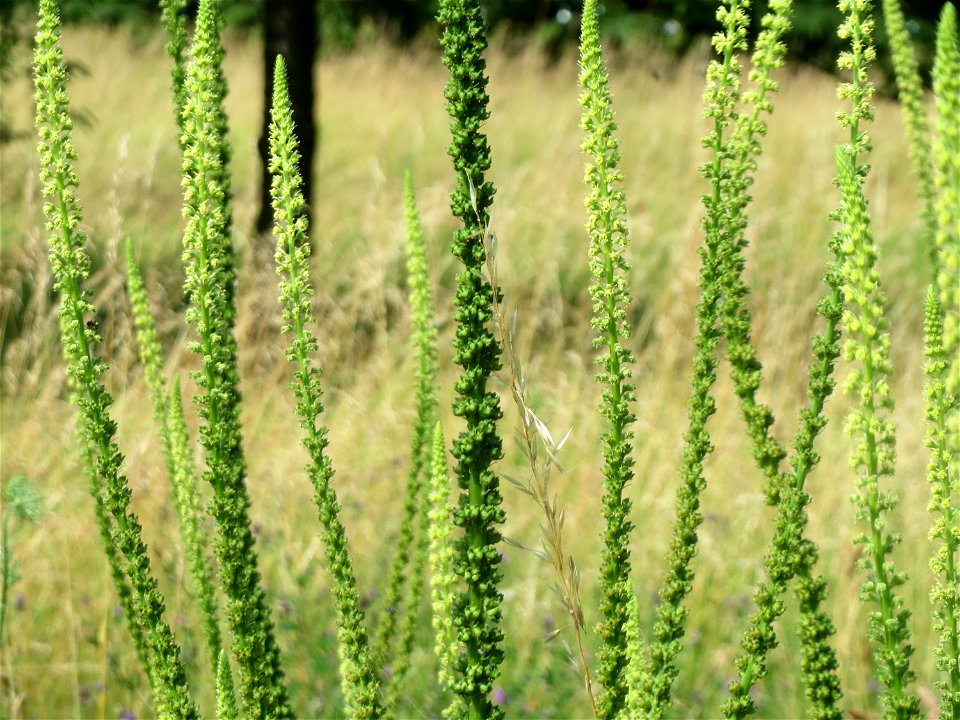 Färber-Wau (Reseda luteola) im Neuenheimer Feld in Heidelberg