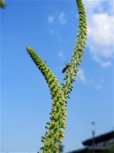 Färber-Wau (Reseda luteola) auf einer Brachfläche am Messplatz in Hockenheim