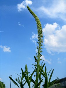 Färber-Wau (Reseda luteola) auf einer Brachfläche am Messplatz in Hockenheim