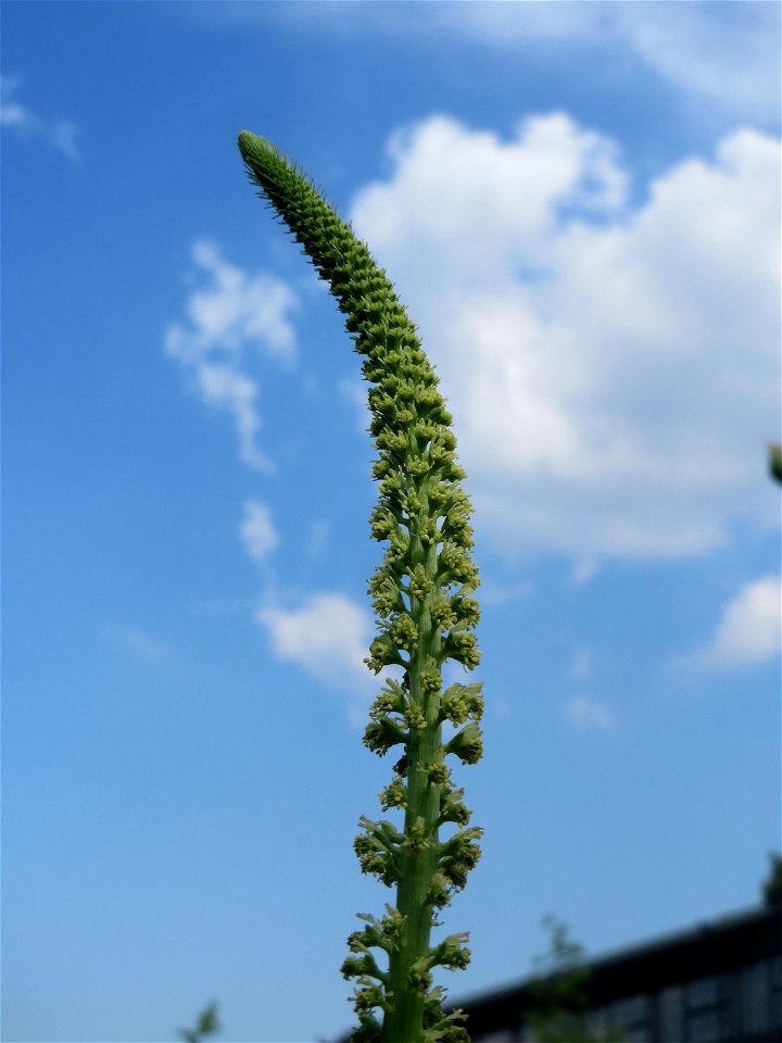 Färber-Wau (Reseda luteola) auf einer Brachfläche am Messplatz in Hockenheim