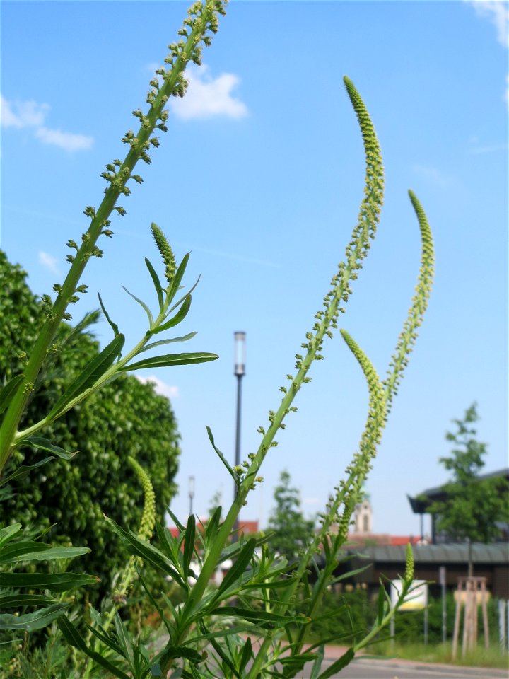 Färber-Wau (Reseda luteola) auf einer Brachfläche am Messplatz in Hockenheim