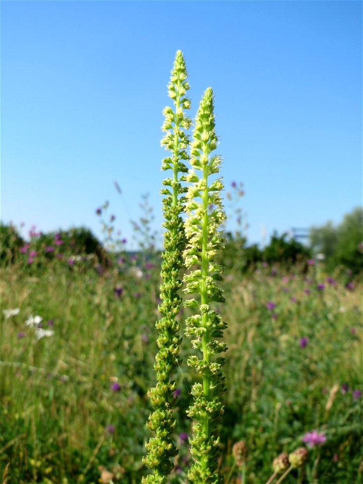 Färber-Wau (Reseda luteola) auf einer Wiese oberhalb vom Osthafen in Saarbrücken
