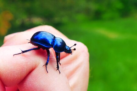 At the court of the beetle nature