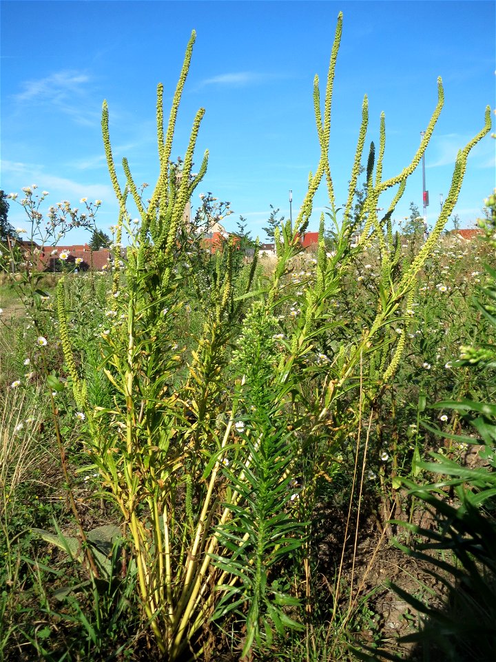 Färber-Wau (Reseda luteola) auf einer Brachfläche am Messplatz in Hockenheim