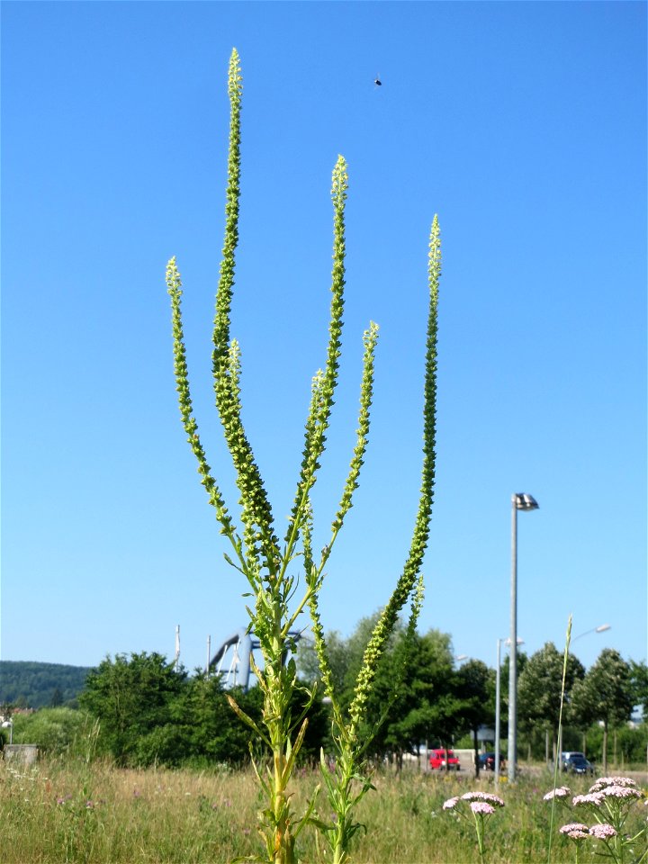 Färber-Wau (Reseda luteola) auf einer Wiese oberhalb vom Osthafen in Saarbrücken