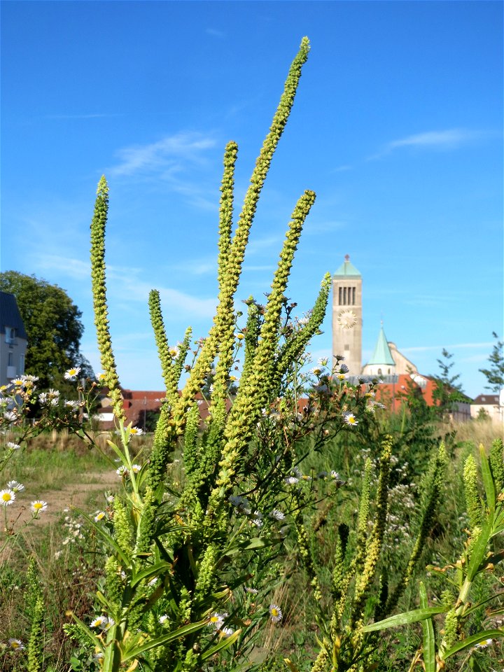 Färber-Wau (Reseda luteola) auf einer Brachfläche am Messplatz in Hockenheim