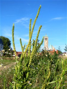 Färber-Wau (Reseda luteola) auf einer Brachfläche am Messplatz in Hockenheim