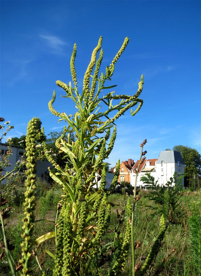 Färber-Wau (Reseda luteola) auf einer Brachfläche am Messplatz in Hockenheim