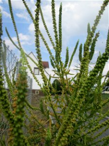 Färber-Wau (Reseda luteola) in Bruchmühlbach-Miesau