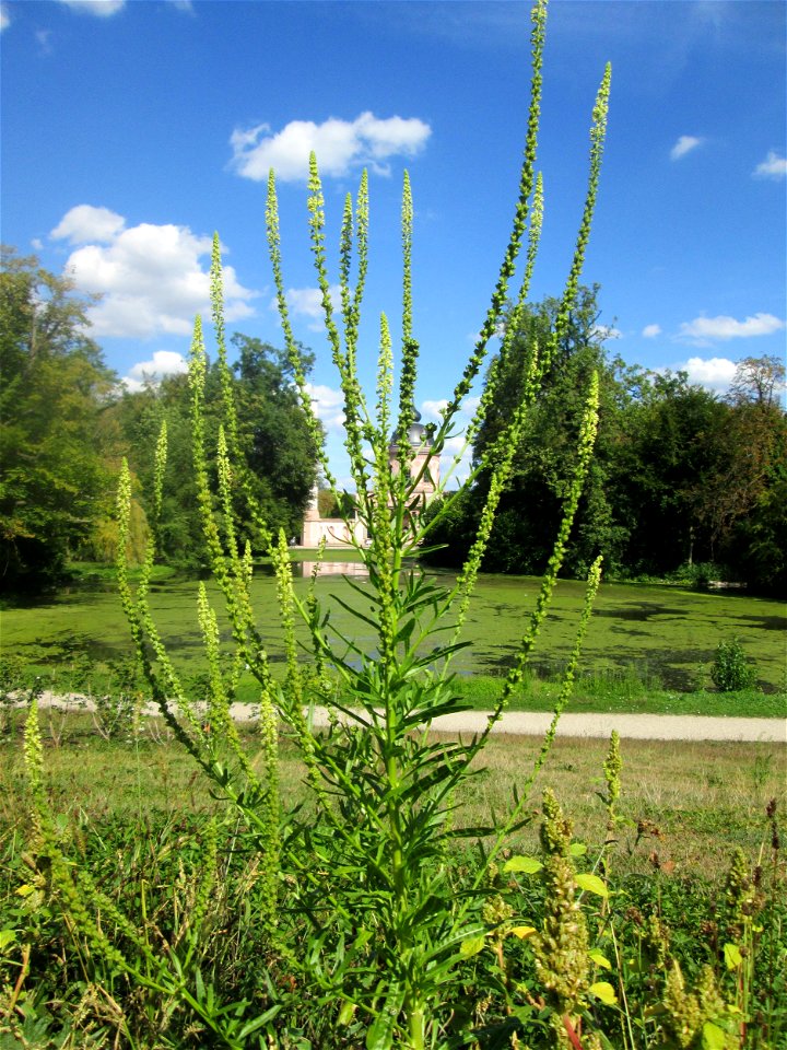 Färber-Wau (Reseda luteola) am Moscheeweiher im Schwetzinger Schlossgarten