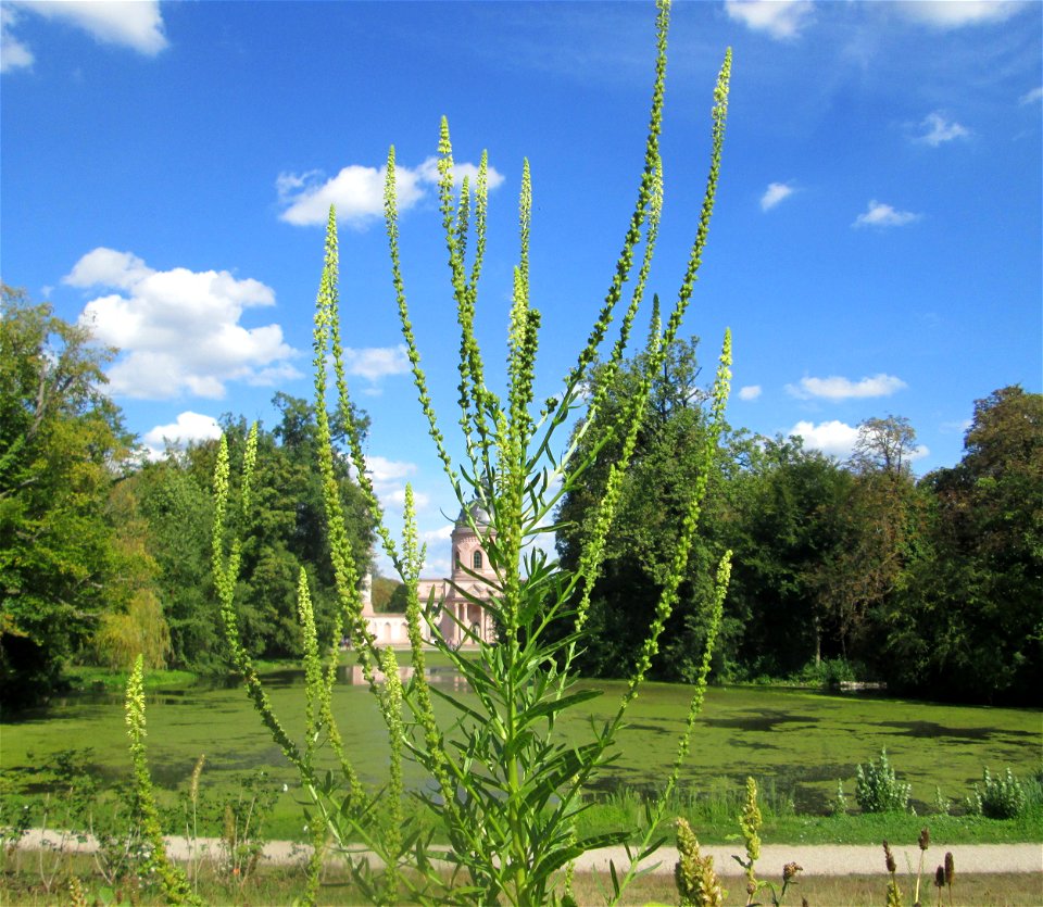 Färber-Wau (Reseda luteola) am Moscheeweiher im Schwetzinger Schlossgarten