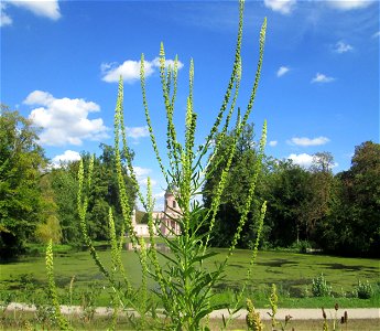 Färber-Wau (Reseda luteola) am Moscheeweiher im Schwetzinger Schlossgarten