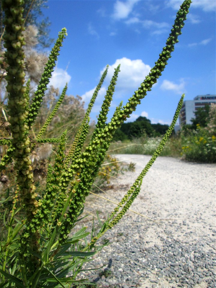 Färber-Wau (Reseda luteola) in den Sankt Arnual Wiesen gegenüber vom Osthafen Saarbrücken (Außerhalb vom NSG)