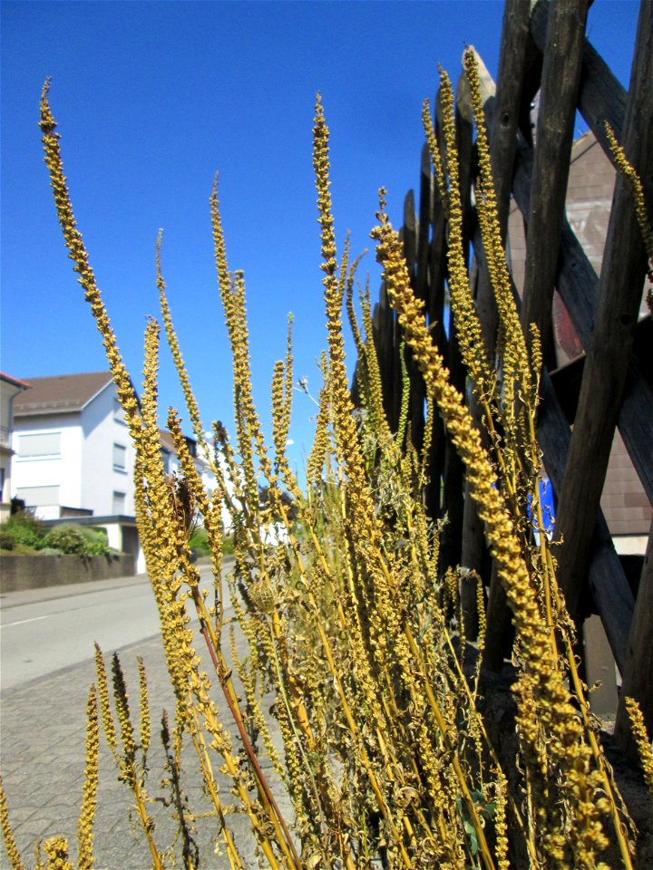 Färber-Wau (Reseda luteola) in Bischmisheim