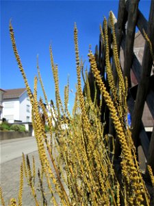 Färber-Wau (Reseda luteola) in Bischmisheim