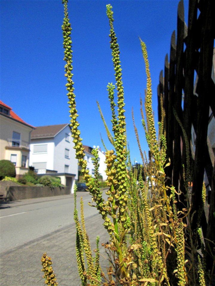 Färber-Wau (Reseda luteola) in Bischmisheim