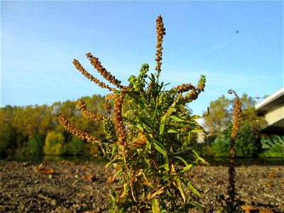 Färber-Wau (Reseda luteola) an der Saar in Saarbrücken an sumpfigem Standort unter einer Autobahnbrücke