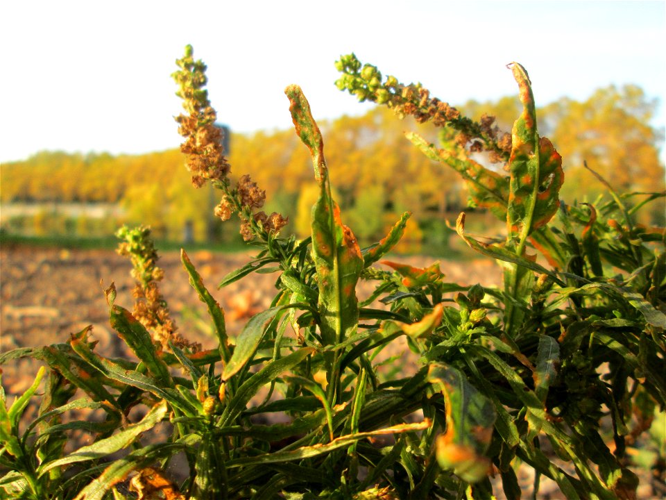 Färber-Wau (Reseda luteola) an der Saar in Saarbrücken an sumpfigem Standort unter einer Autobahnbrücke