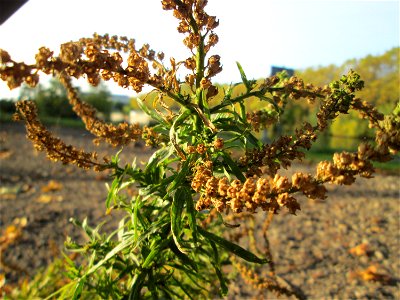 Färber-Wau (Reseda luteola) an der Saar in Saarbrücken an sumpfigem Standort unter einer Autobahnbrücke