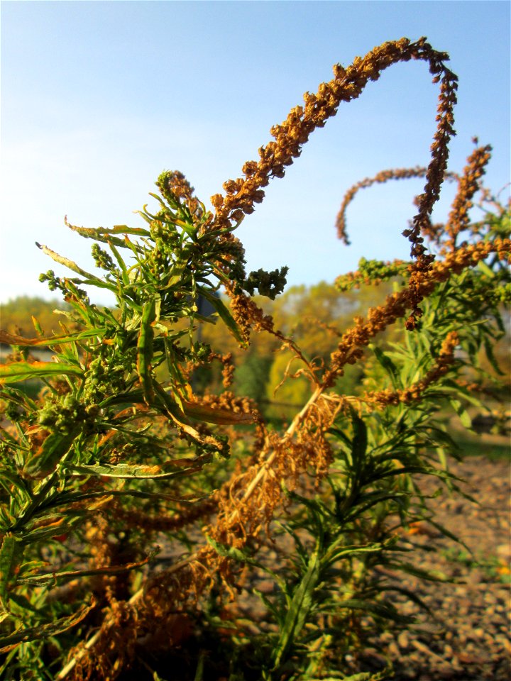 Färber-Wau (Reseda luteola) an der Saar in Saarbrücken an sumpfigem Standort unter einer Autobahnbrücke