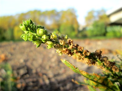 Färber-Wau (Reseda luteola) an der Saar in Saarbrücken an sumpfigem Standort unter einer Autobahnbrücke