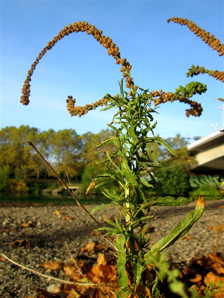 Färber-Wau (Reseda luteola) an der Saar in Saarbrücken an sumpfigem Standort unter einer Autobahnbrücke