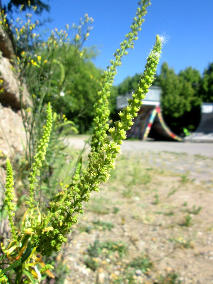 Färber-Wau (Reseda luteola) im Bürgerpark Saarbrücken