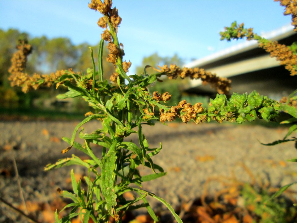 Färber-Wau (Reseda luteola) an der Saar in Saarbrücken an sumpfigem Standort unter einer Autobahnbrücke