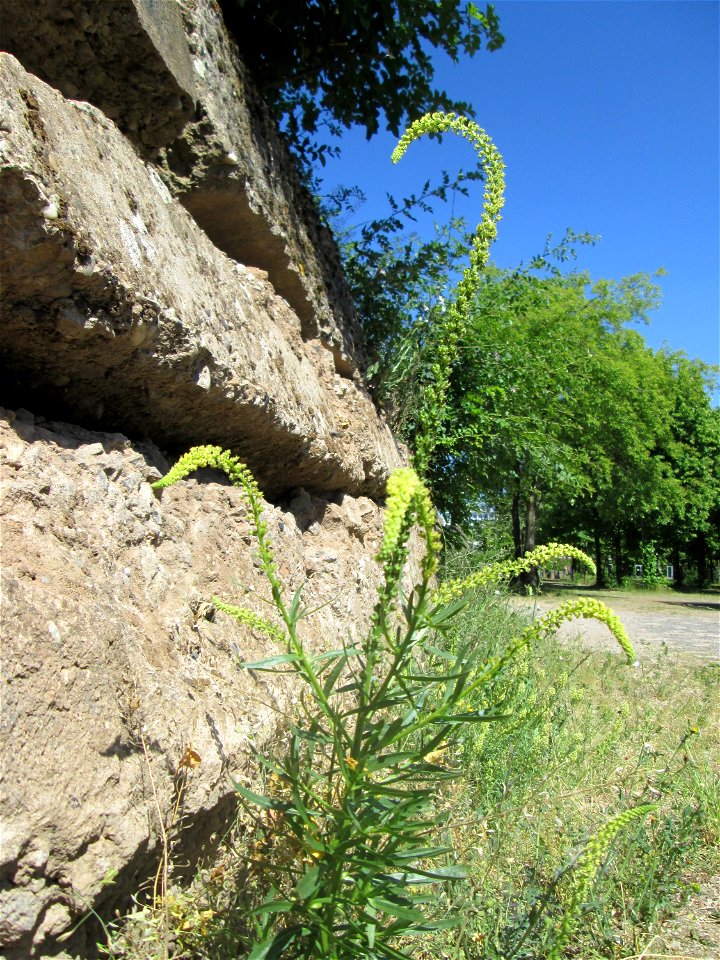 Färber-Wau (Reseda luteola) im Bürgerpark Saarbrücken