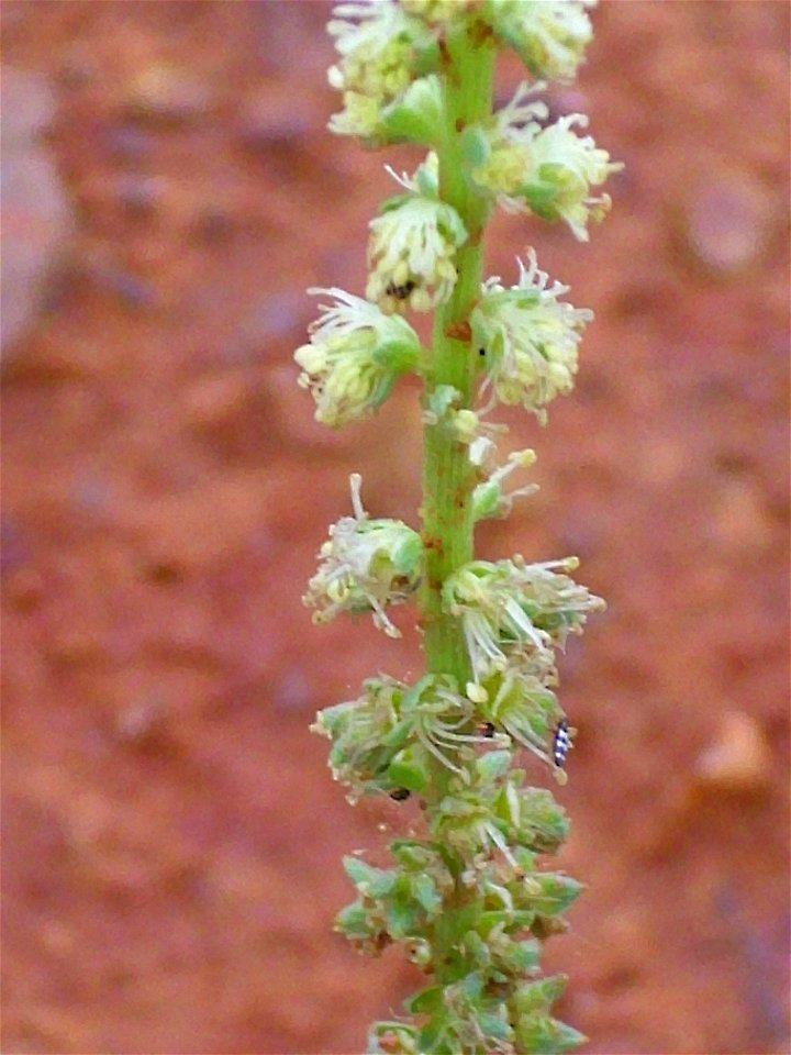 Reseda luteola close up, Dehesa Boyal de Puertollano, Spain