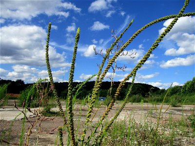Färber-Wau (Reseda luteola) auf einer Brachfläche der Halberger Hütte in Brebach