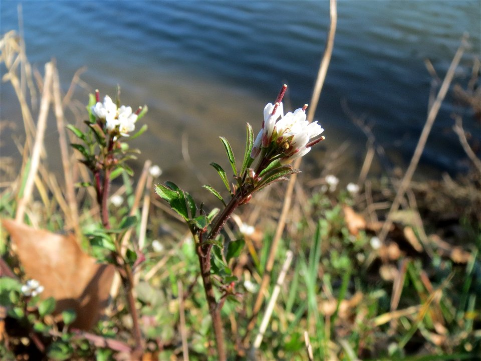 Behaartes Schaumkraut (Cardamine hirsuta) an der Saar in Saarbrücken