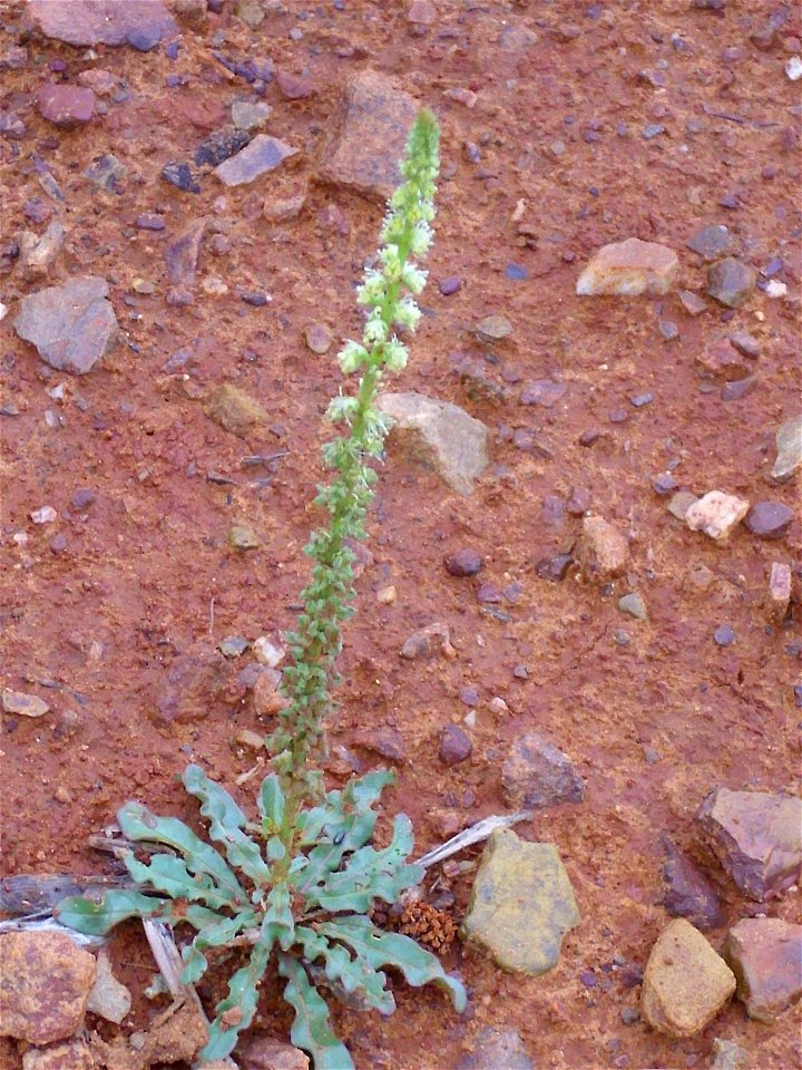 Reseda luteola habit, Dehesa Boyal de Puertollano, Spain