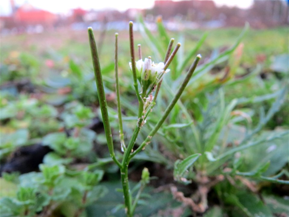 Behaartes Schaumkraut (Cardamine hirsuta) auf einem Sandhügel einer Baustelle in Hockenheim