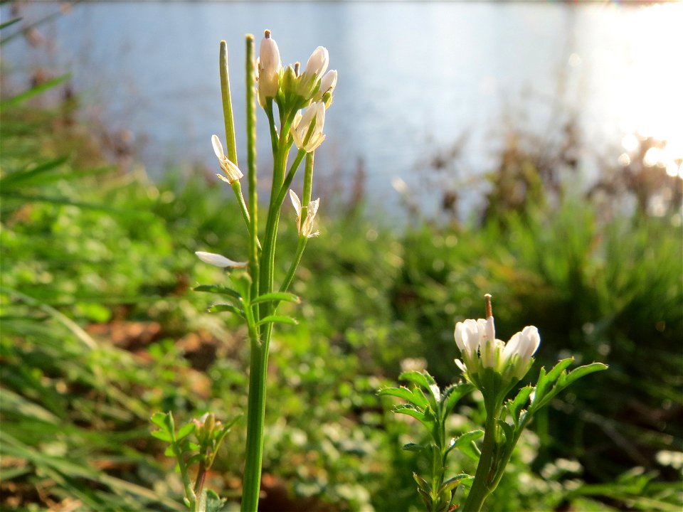 Behaartes Schaumkraut (Cardamine hirsuta) an der Saar in Saarbrücken