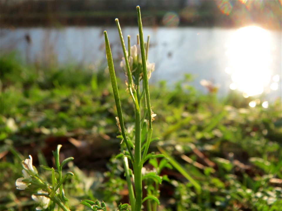 Behaartes Schaumkraut (Cardamine hirsuta) an der Saar in Saarbrücken