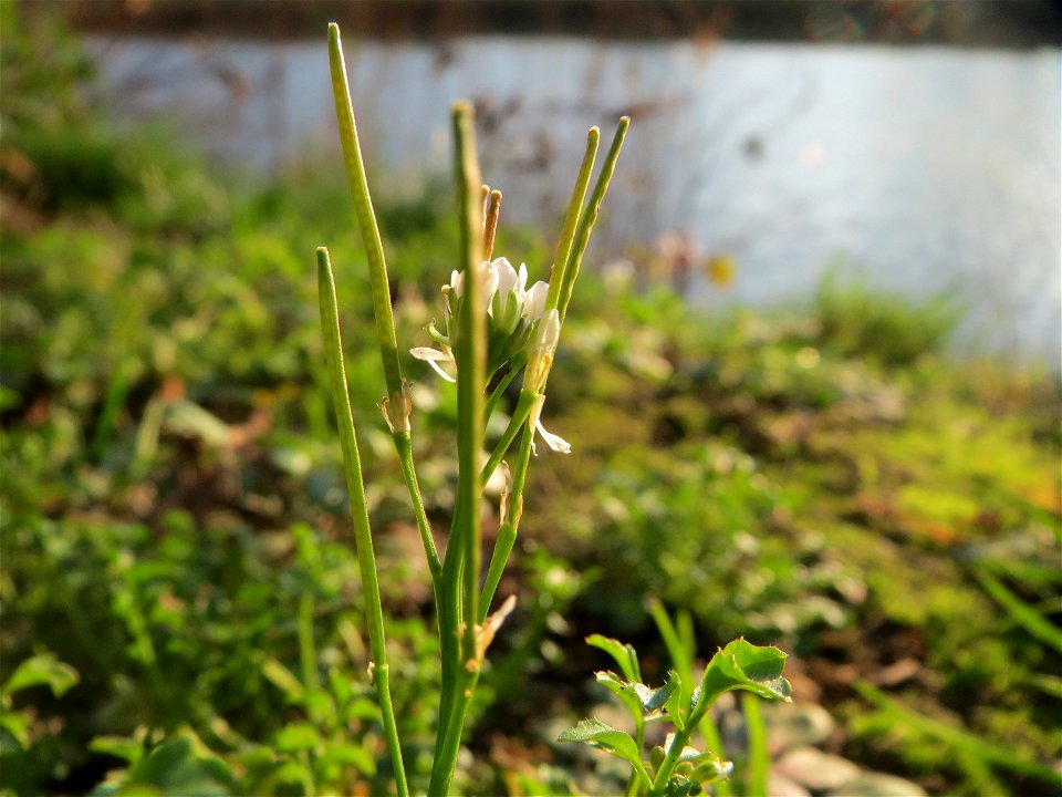Behaartes Schaumkraut (Cardamine hirsuta) an der Saar in Saarbrücken