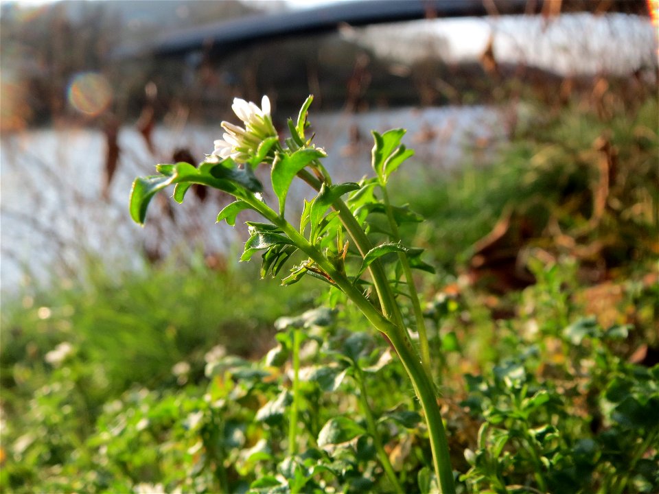 Behaartes Schaumkraut (Cardamine hirsuta) an der Saar in Saarbrücken