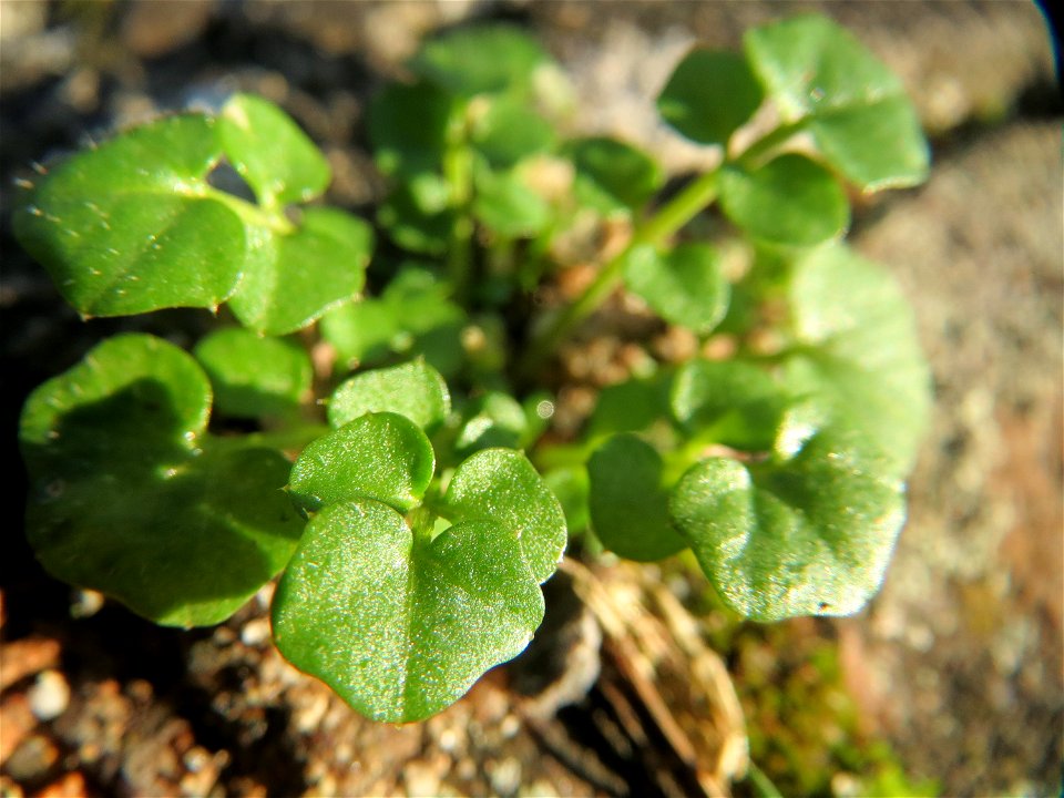 Behaartes Schaumkraut (Cardamine hirsuta) in Hockenheim